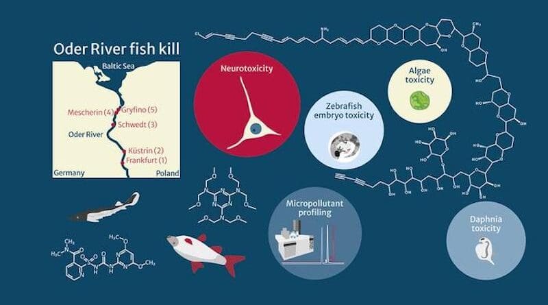 The scientists took water samples at five locations along the River Oder, extracted poisoned fish and analysed the effects of the micropollutants. CREDIT: Annika Jahnke / UFZ