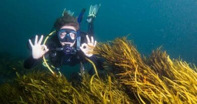 Flinders University researcher Dr Georgina Wood diving on crayweed restoration site in Sydney, NSW. CREDIT: Photo courtesy John Turnbull