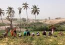 Collective potato harvesting in Senegal. CREDIT: Camille Jahel