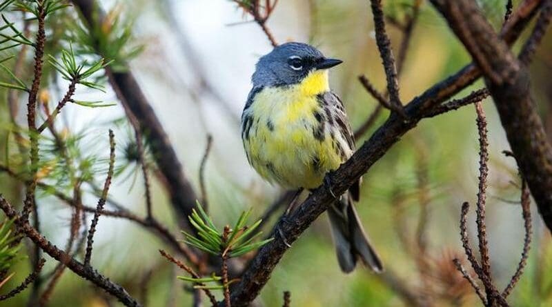 Drier Winter Habitat Impacts Songbirds’ Ability To Survive Migration