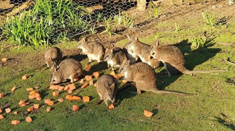 Urgent Action Needed To Protect The Parma Wallaby – Eurasia Review