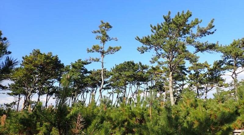 Japan: Coastal Black Pine Trees Resistant To Tsunamis And Strong Winds ...